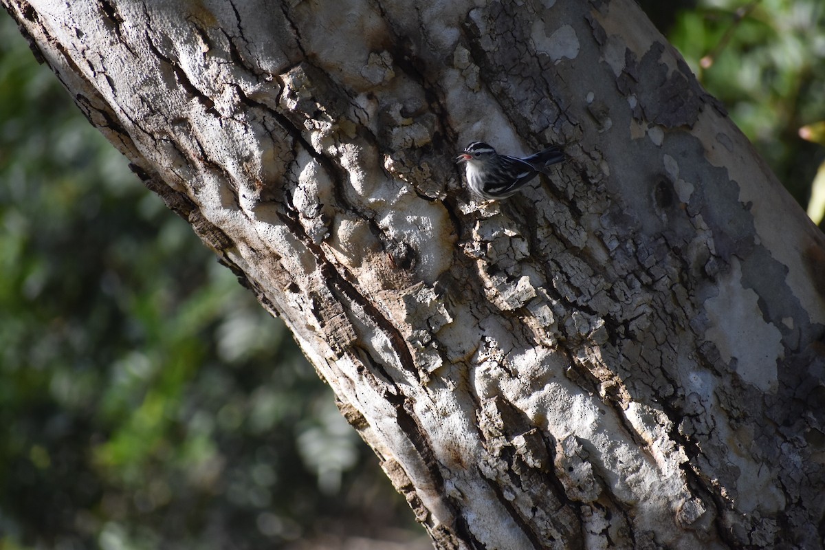 Black-and-white Warbler - ML646063423