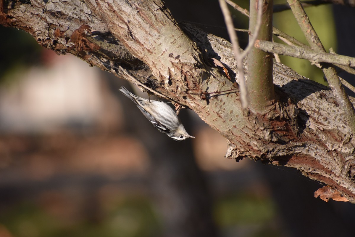 Black-and-white Warbler - ML646063424