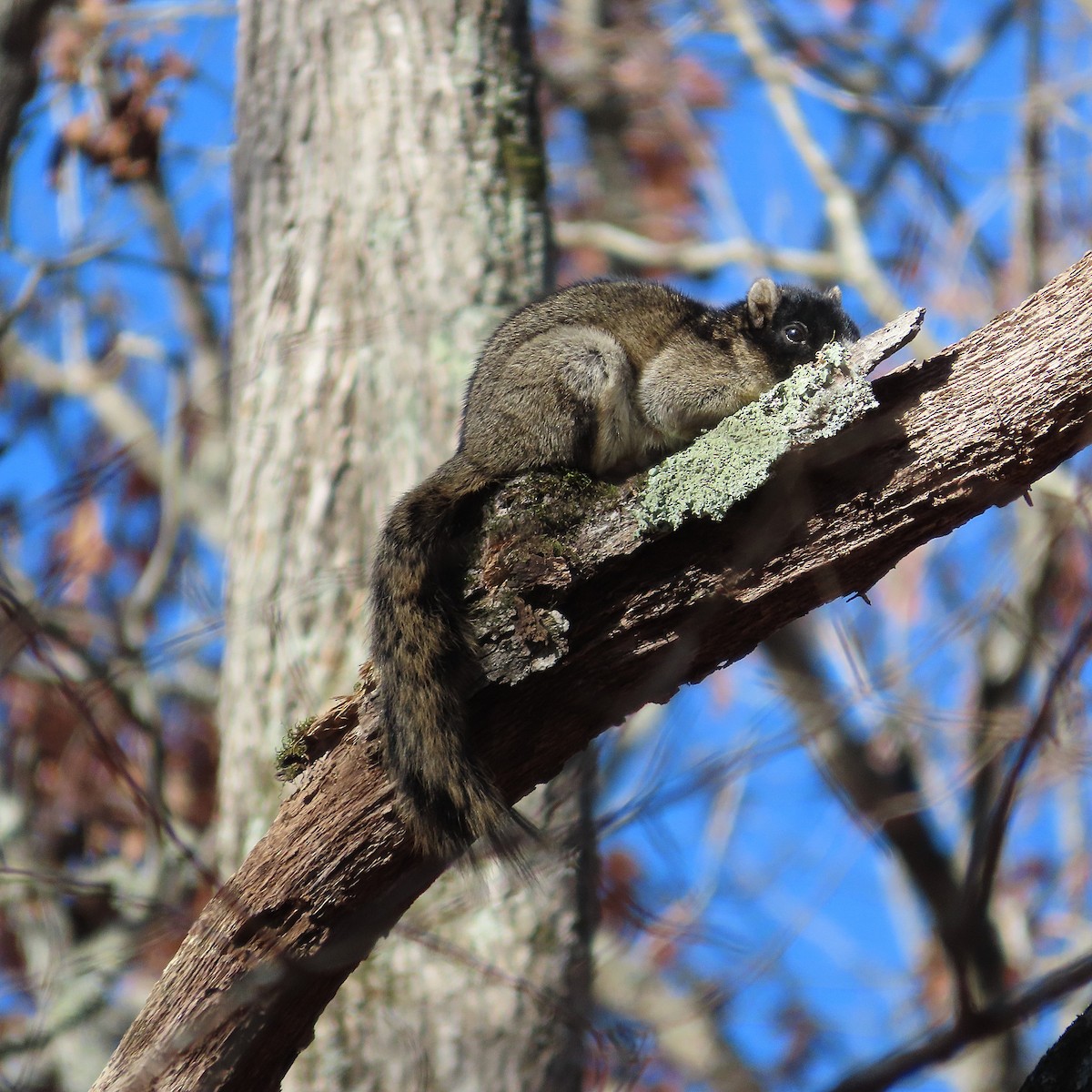 Eastern Fox Squirrel - ML646063427