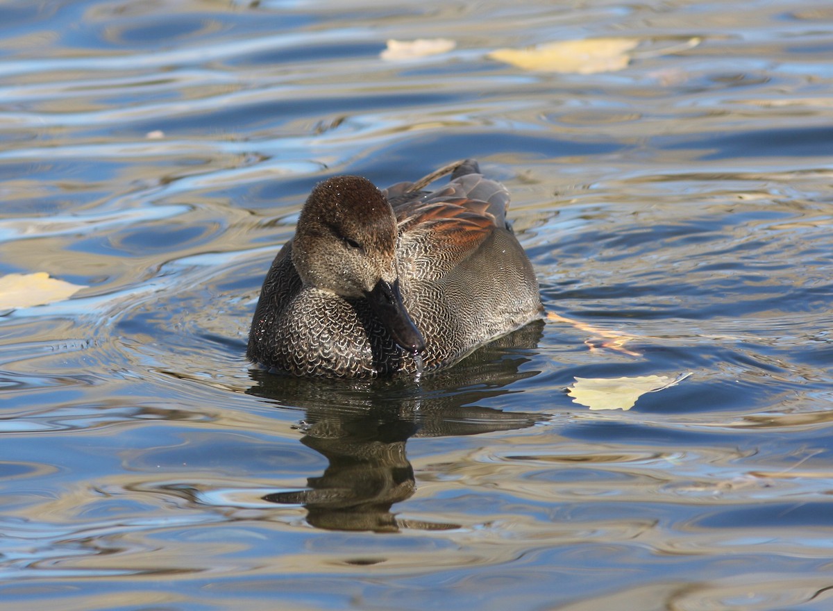 オカヨシガモ - ML646063428