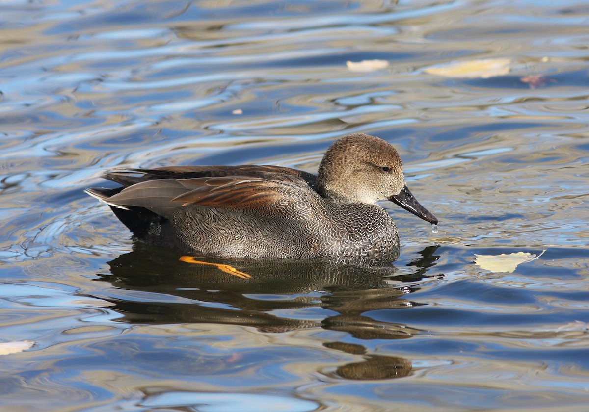 オカヨシガモ - ML646063429