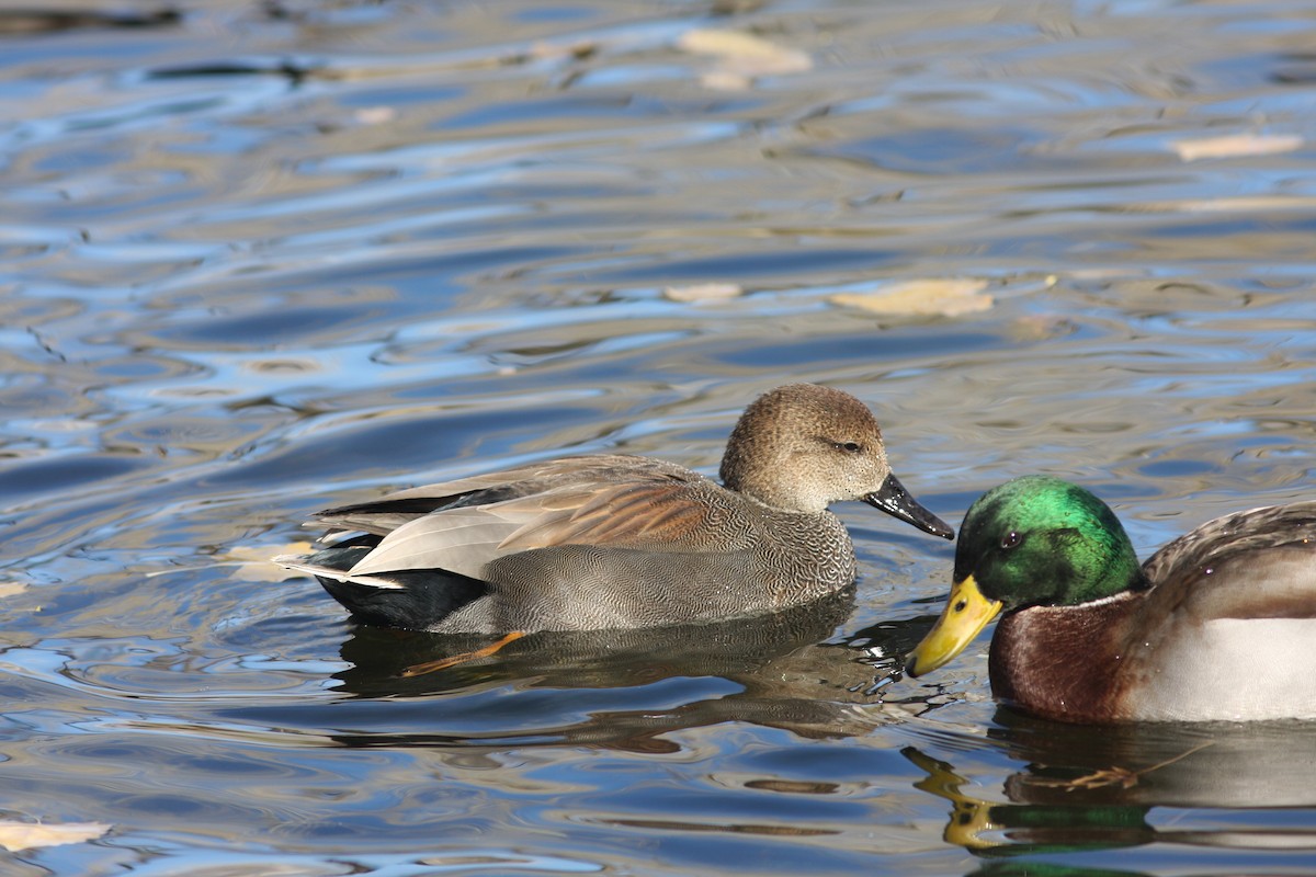 オカヨシガモ - ML646063430