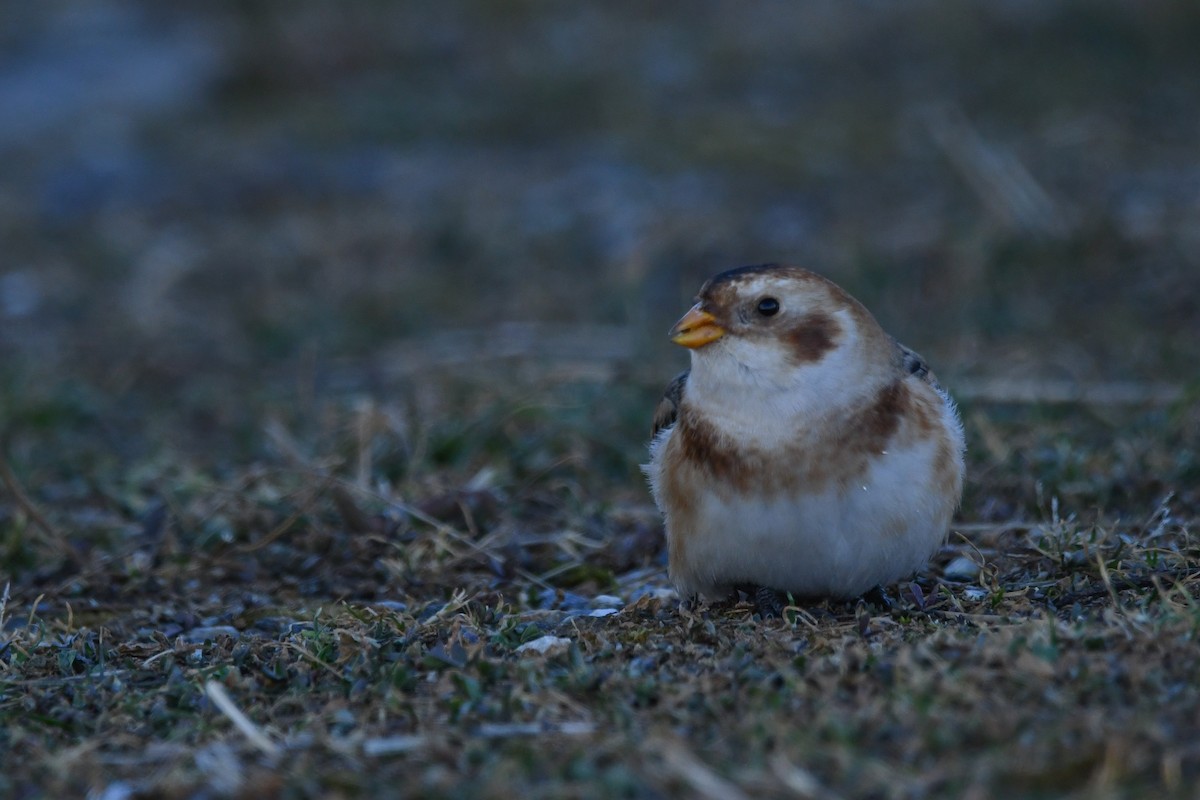 Alaca Çinte - ML646063431