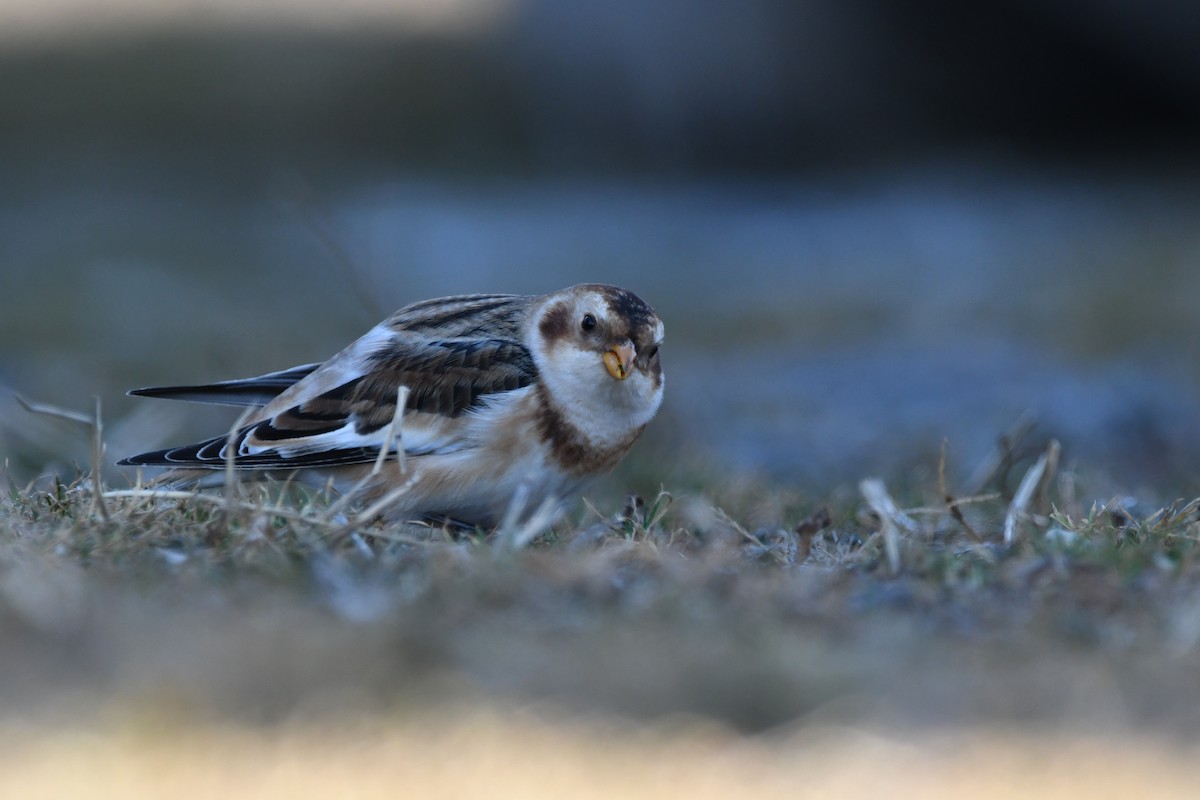 Alaca Çinte - ML646063432