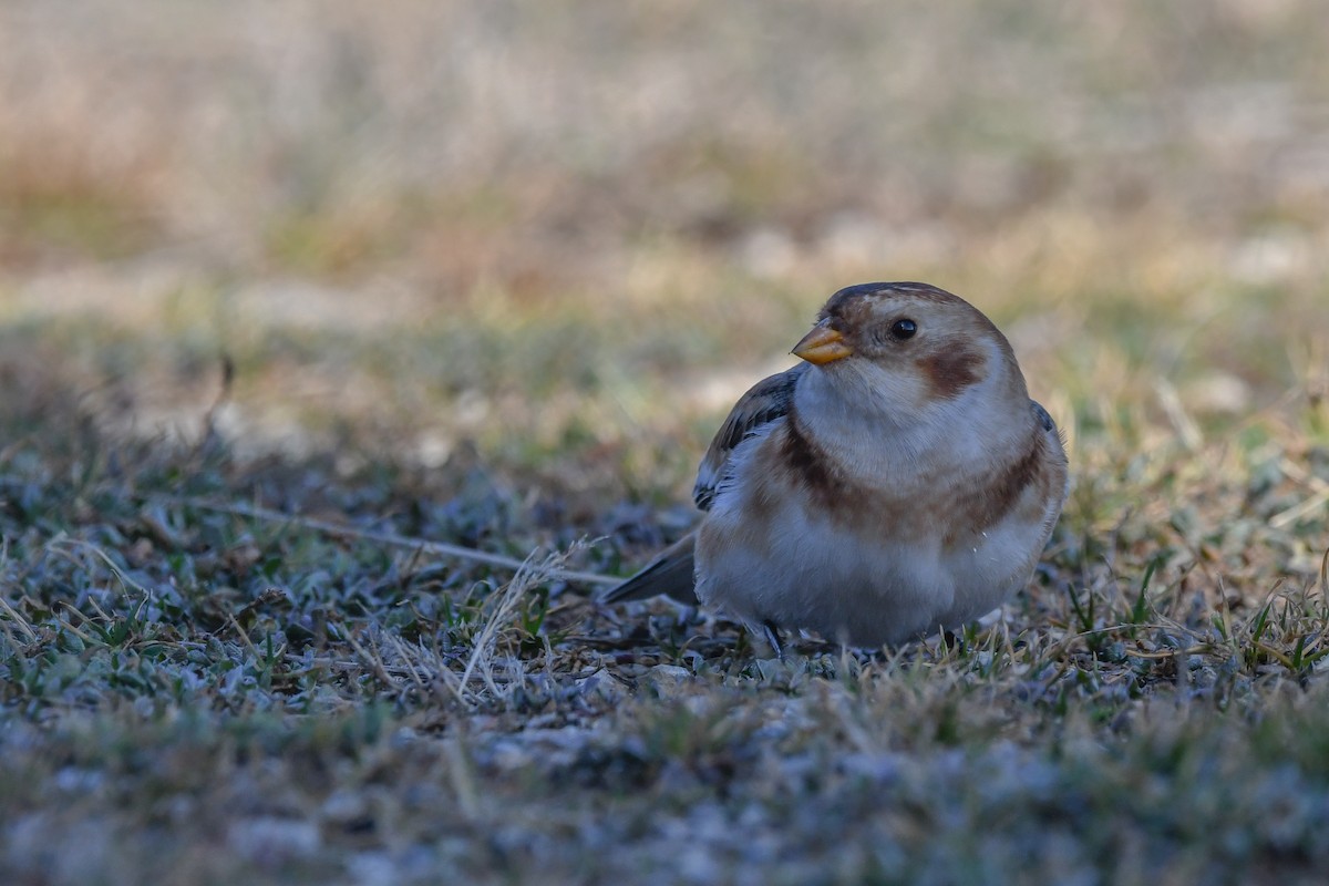 Alaca Çinte - ML646063433