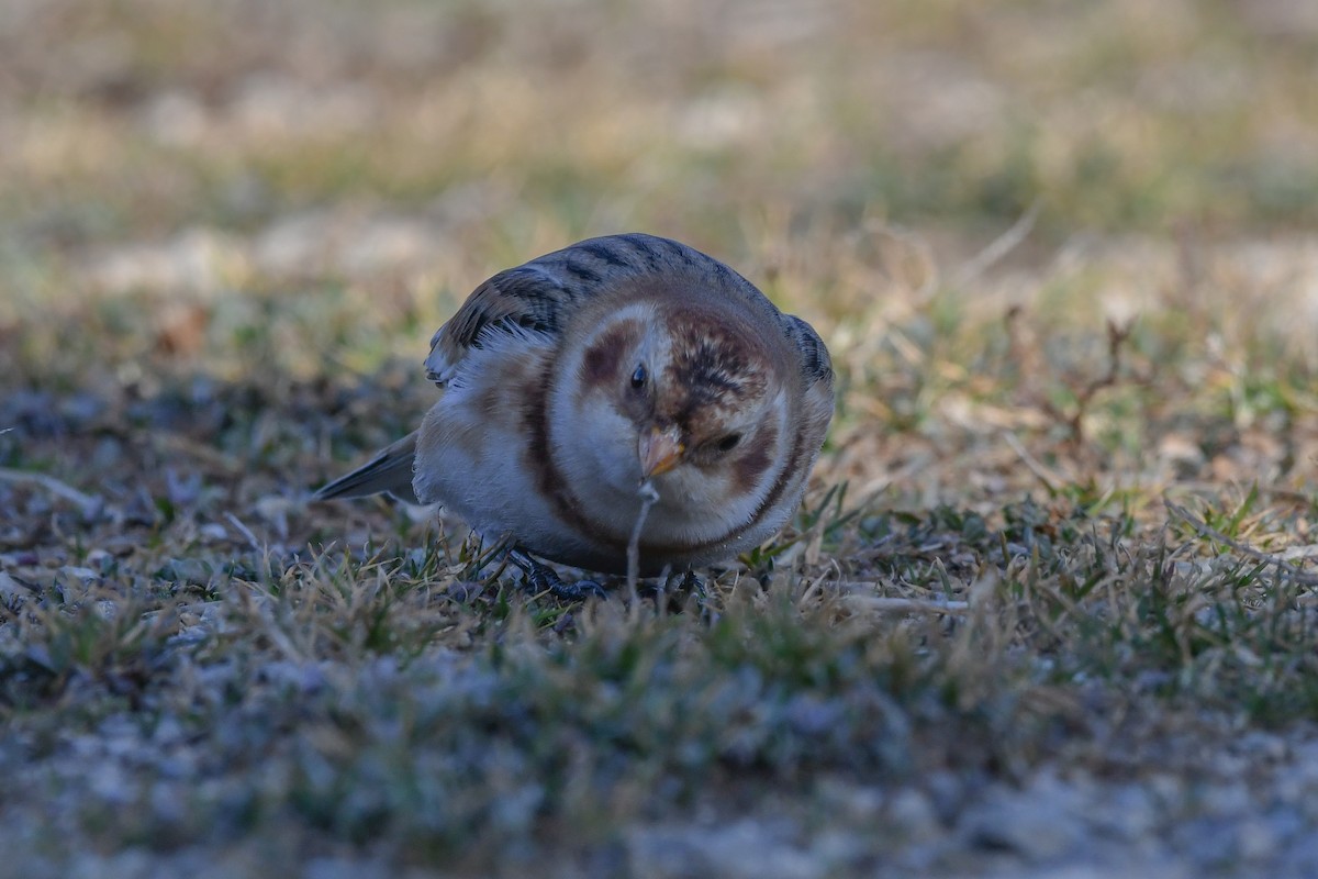 Alaca Çinte - ML646063434