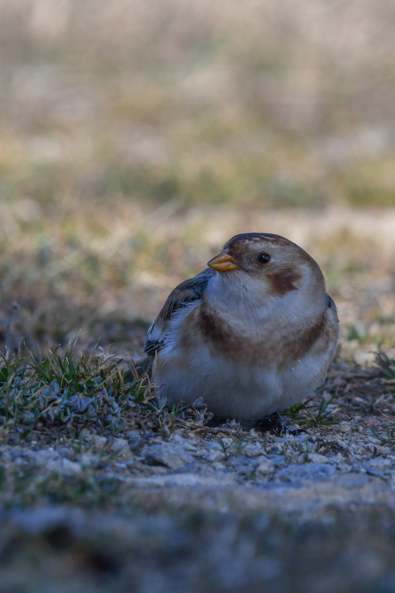 Alaca Çinte - ML646063435