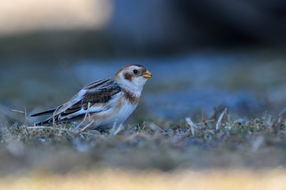 Alaca Çinte - ML646063436