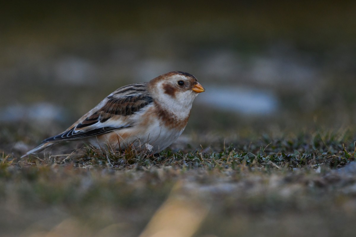 Alaca Çinte - ML646063437