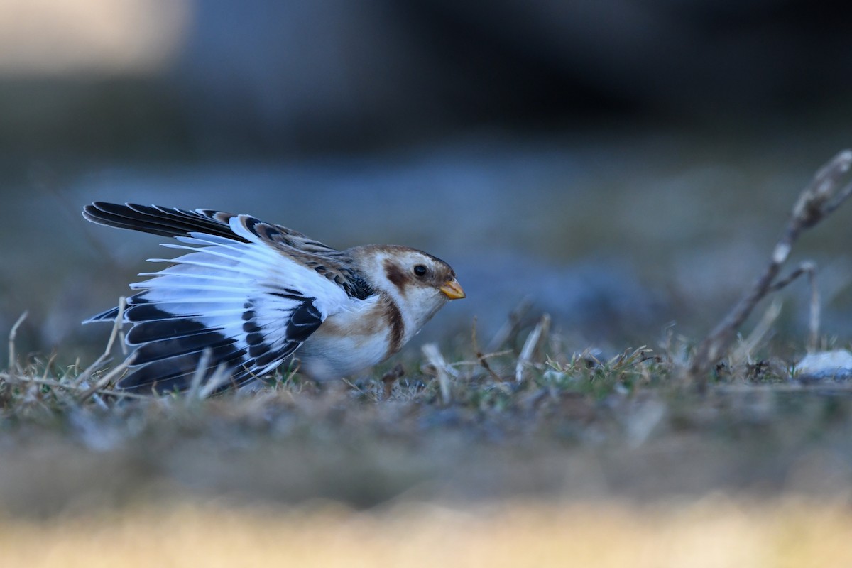 Alaca Çinte - ML646063438