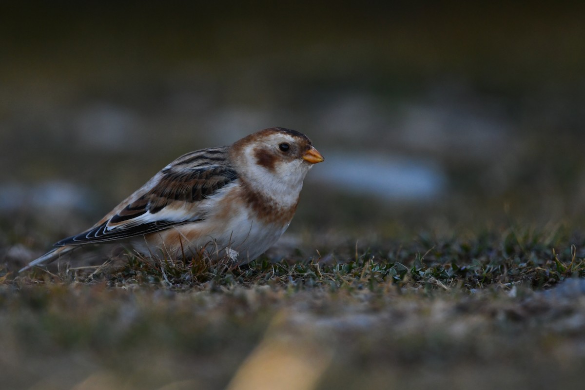 Alaca Çinte - ML646063439