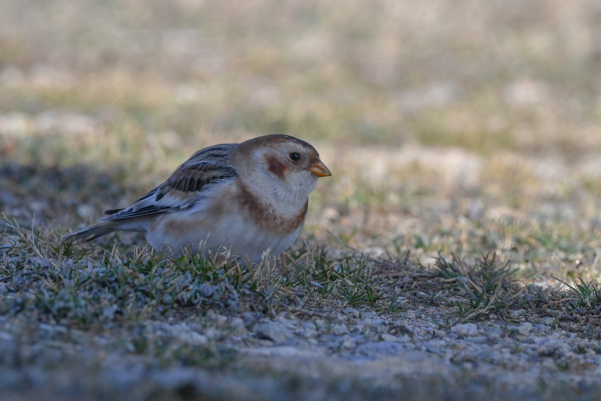 Alaca Çinte - ML646063441