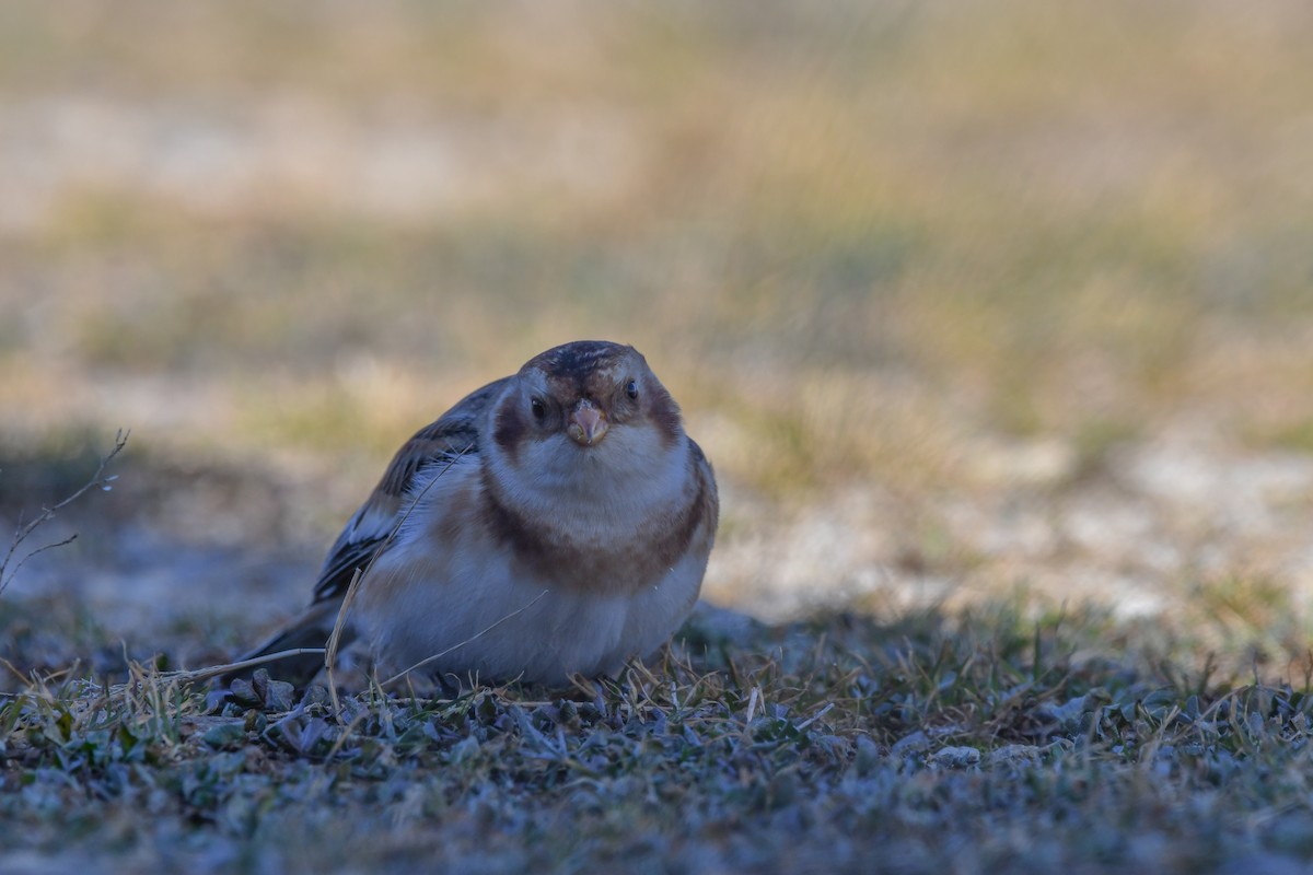 Alaca Çinte - ML646063442