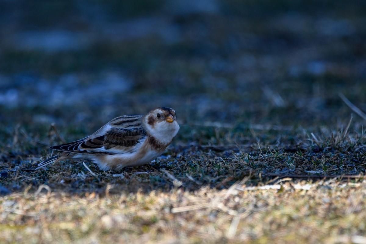 Alaca Çinte - ML646063443