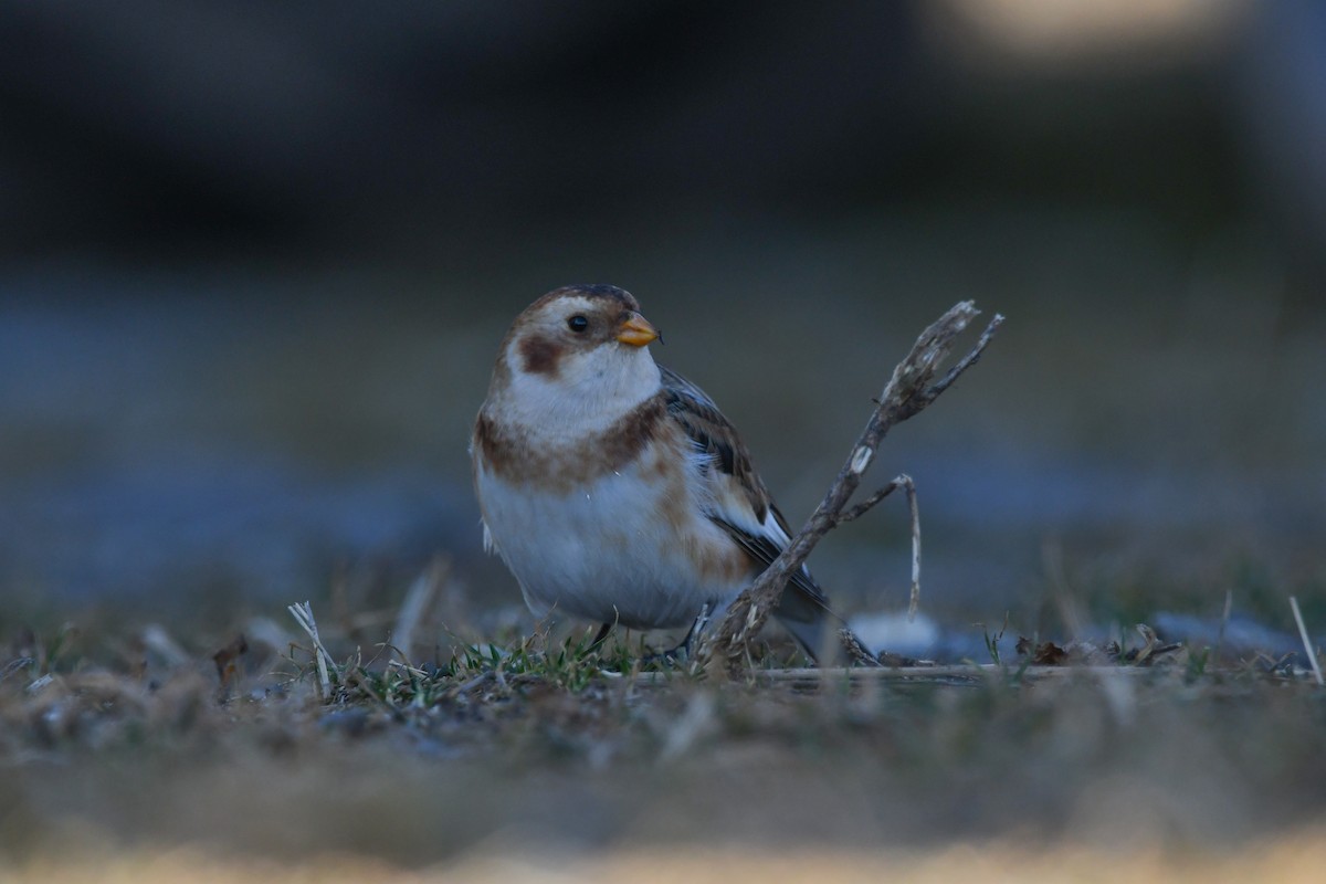 Alaca Çinte - ML646063444