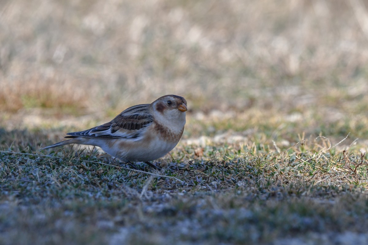 Alaca Çinte - ML646063445