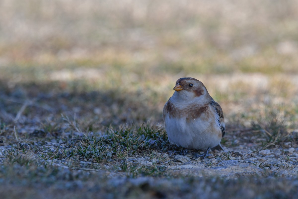 Alaca Çinte - ML646063446