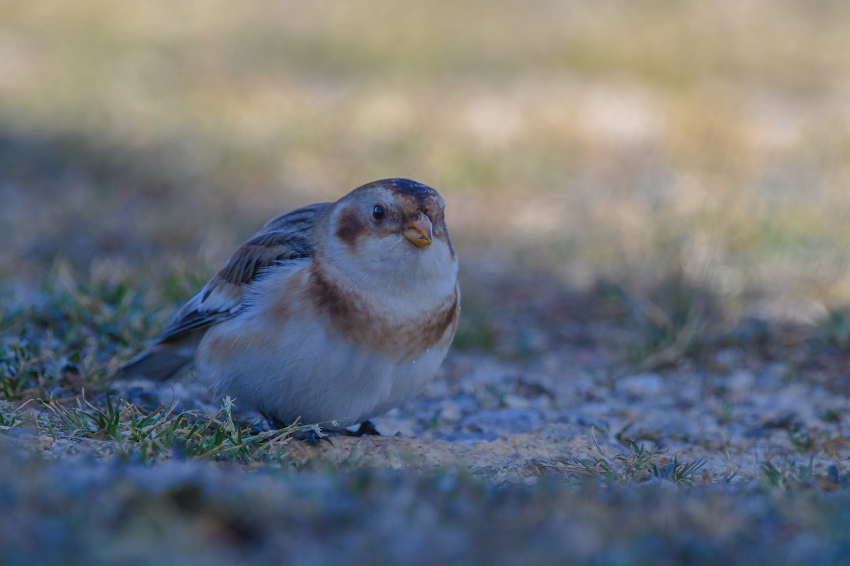 Alaca Çinte - ML646063447