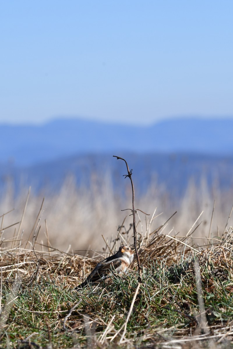 Alaca Çinte - ML646063448