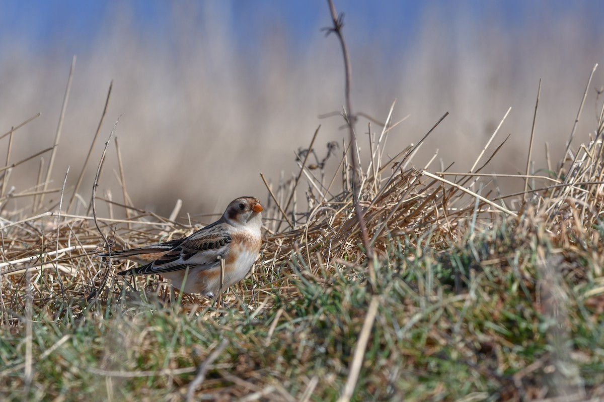 Alaca Çinte - ML646063449