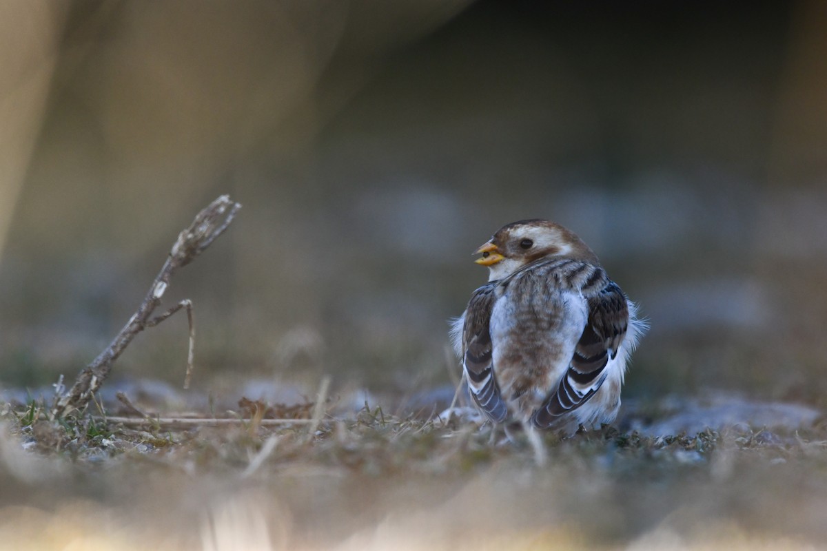 Alaca Çinte - ML646063451