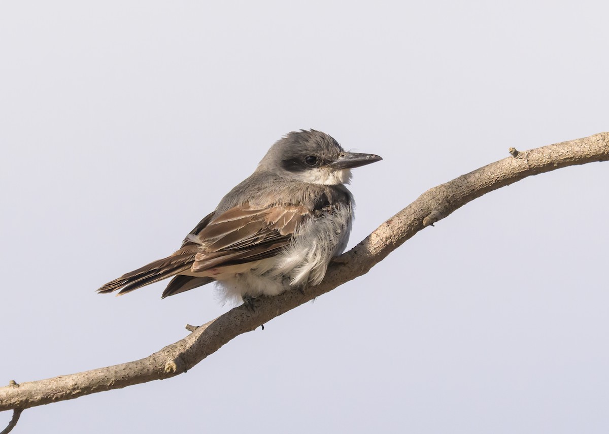 Gray Kingbird - ML646063459