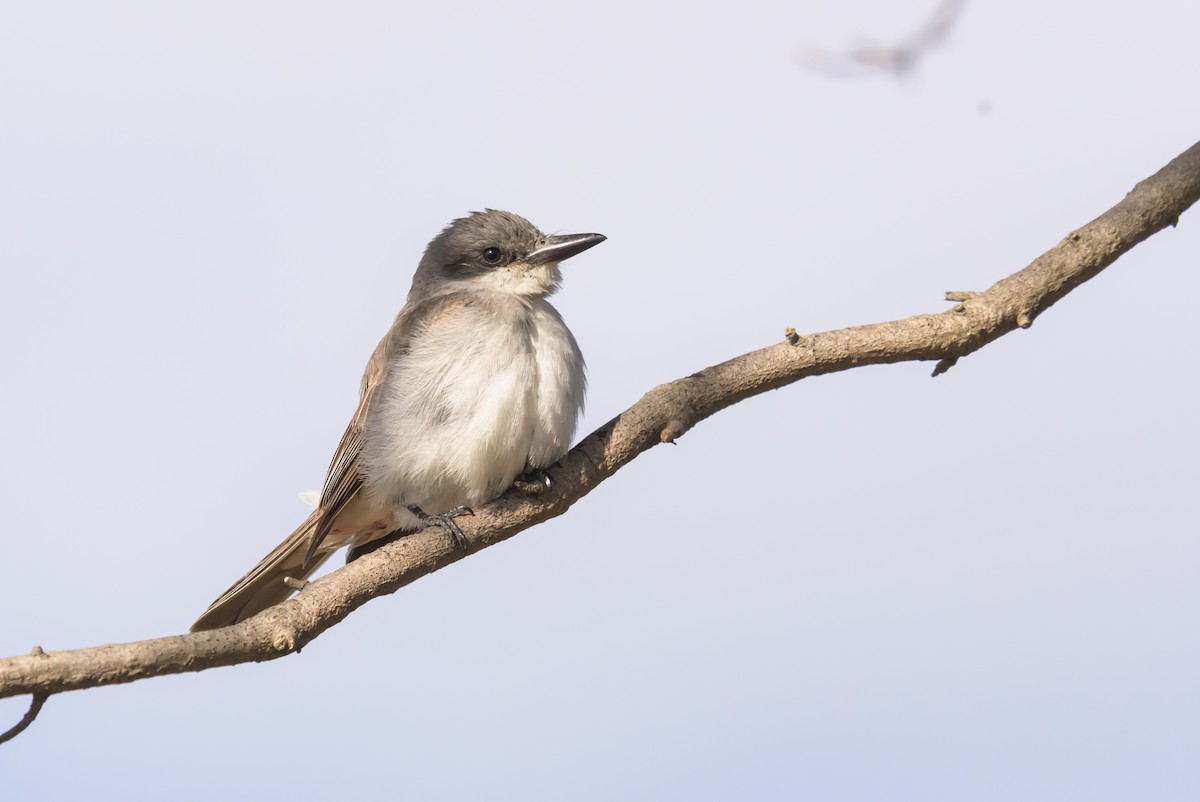 Gray Kingbird - ML646063460