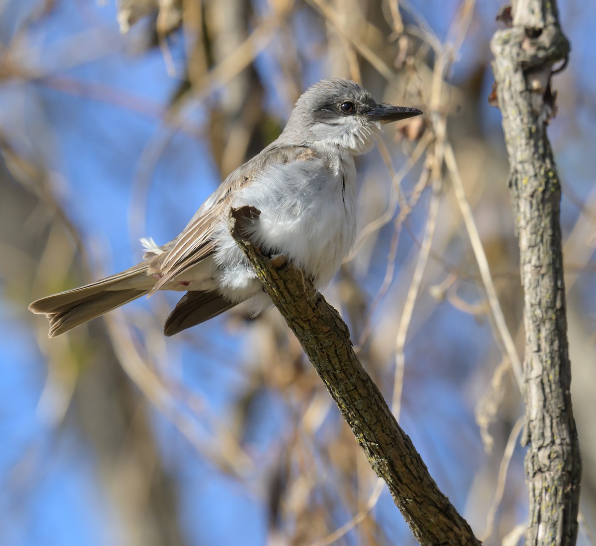 Gray Kingbird - ML646063461