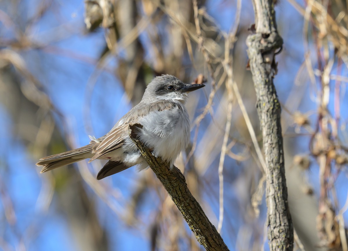 Gray Kingbird - ML646063462