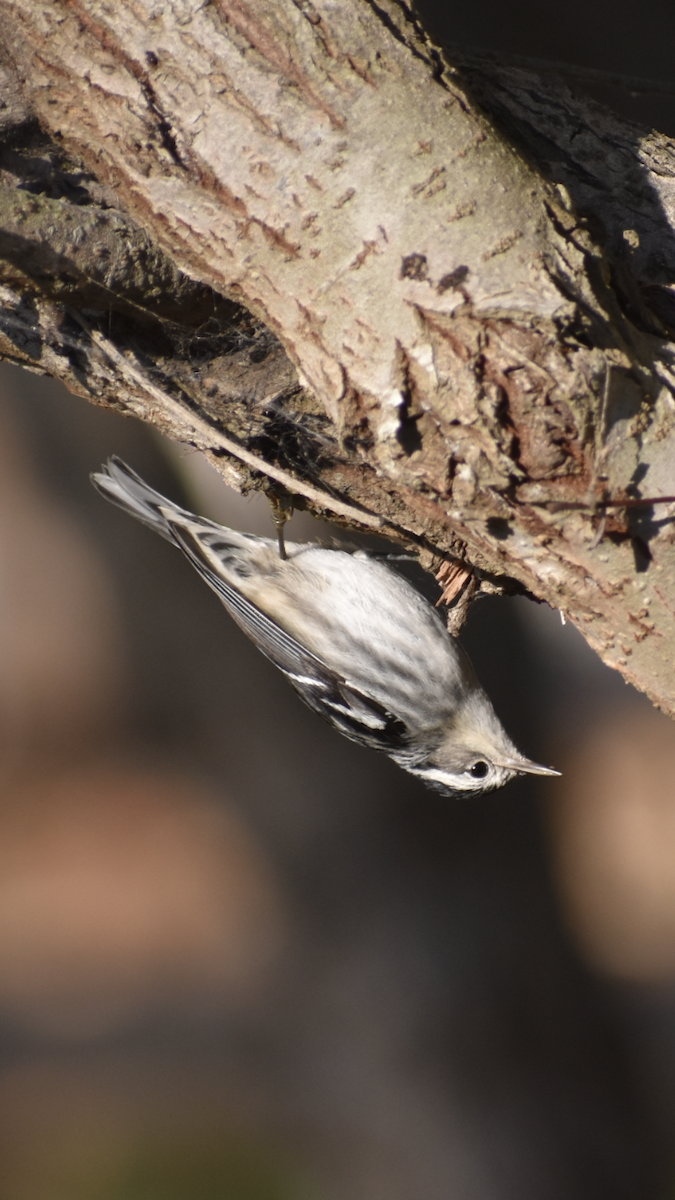 Black-and-white Warbler - ML646063467
