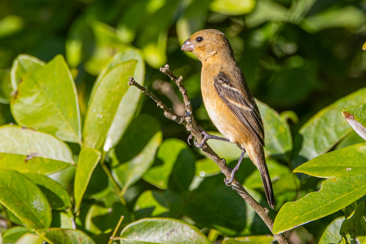 Sporophile de Morelet - ML646063470