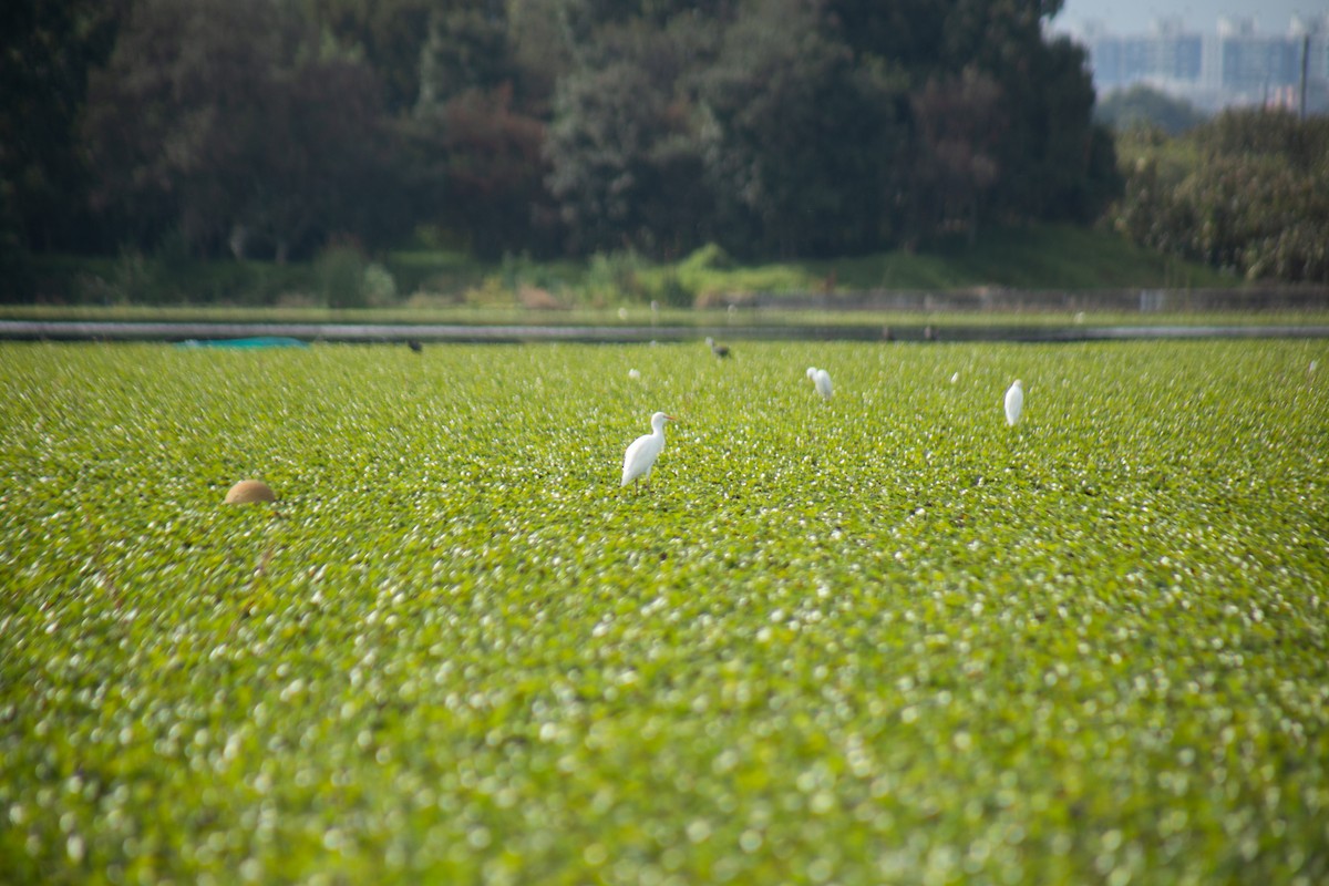 Western Cattle-Egret - ML646063472