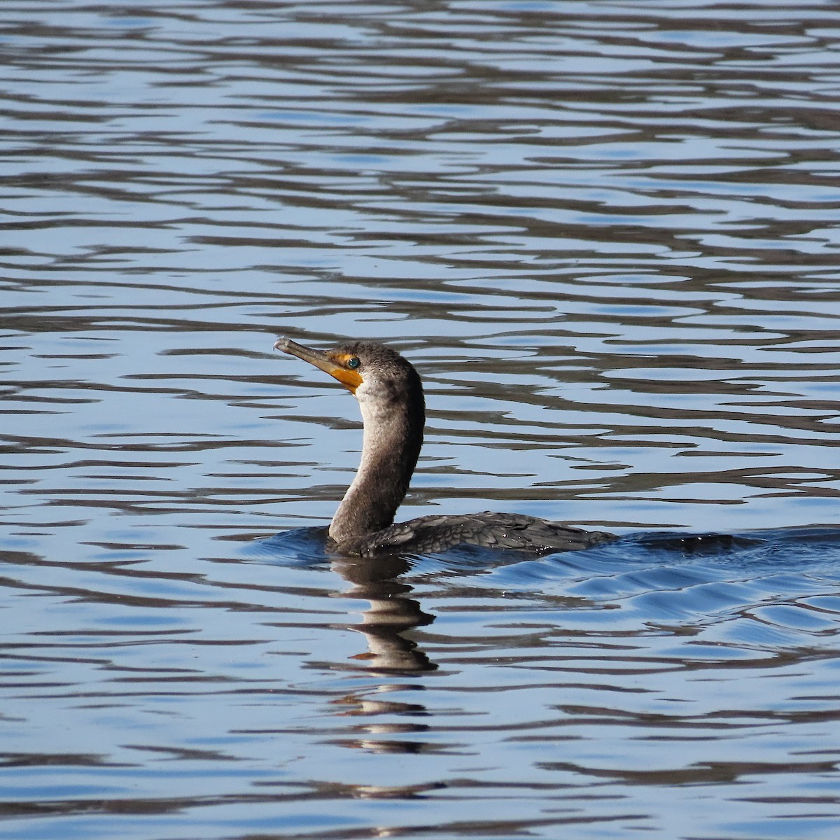 Double-crested Cormorant - ML646063474