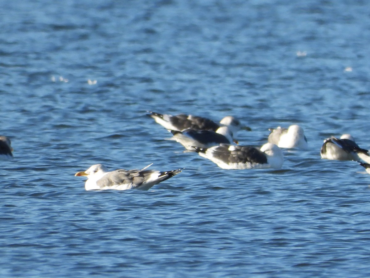 Yellow-legged Gull - ML646063476