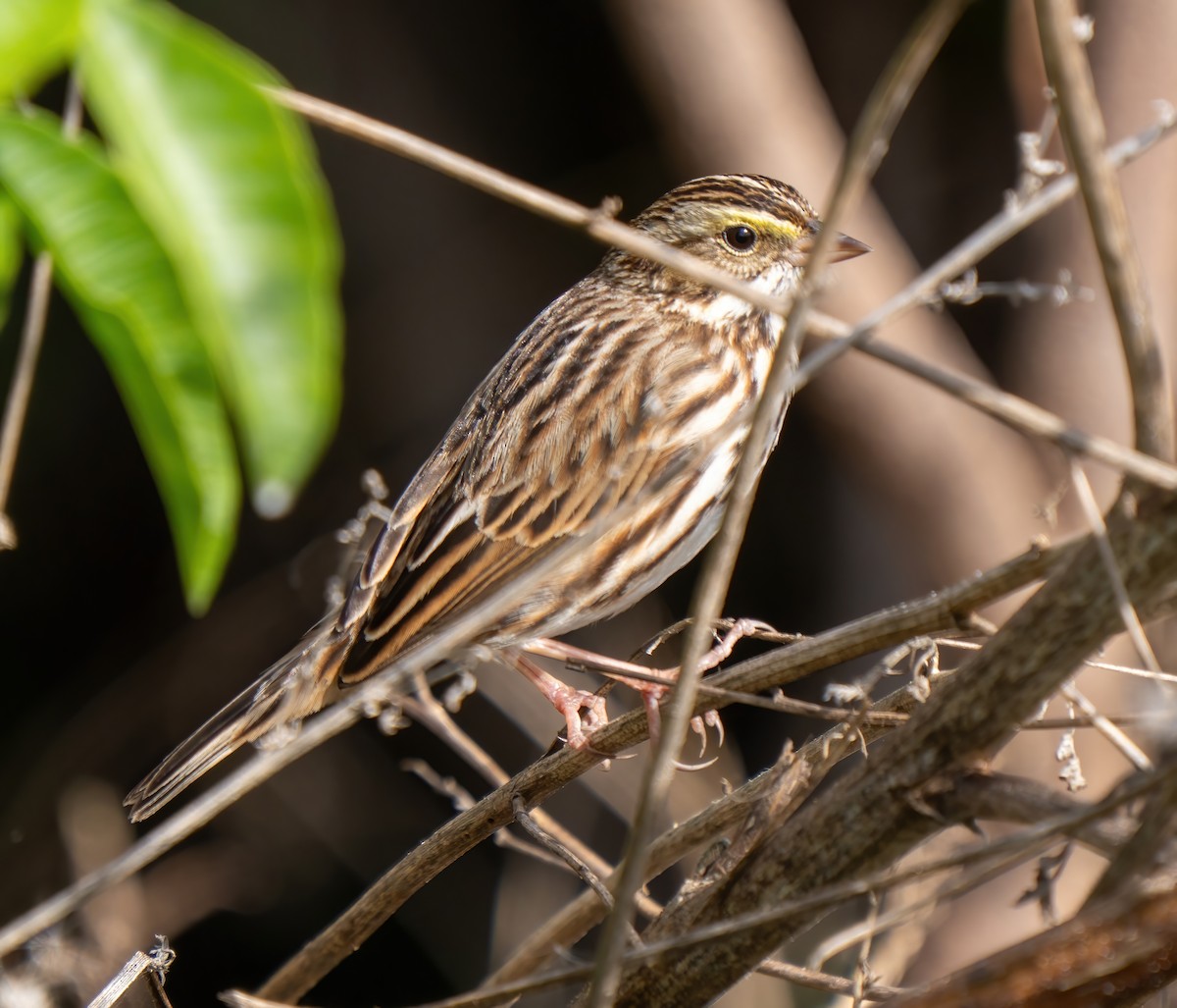 Savannah Sparrow - ML646063477