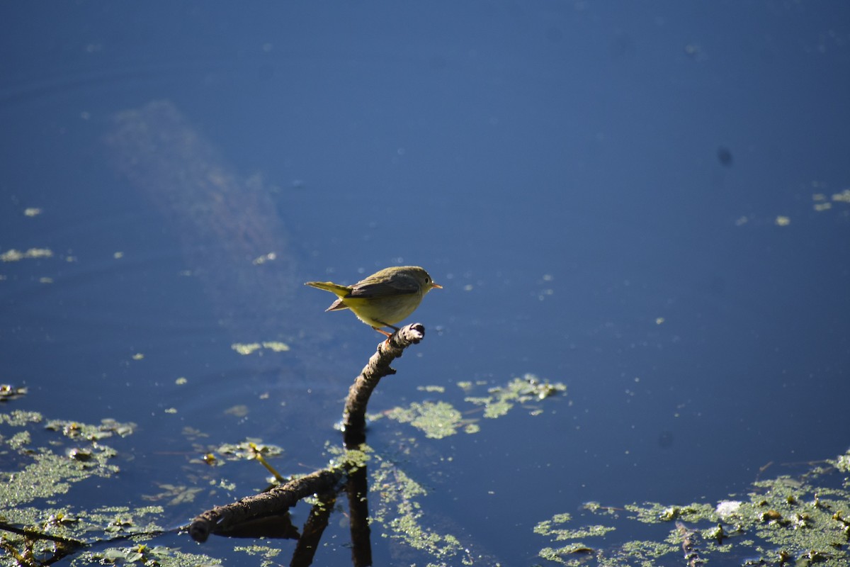 Northern Yellow Warbler - ML646063480