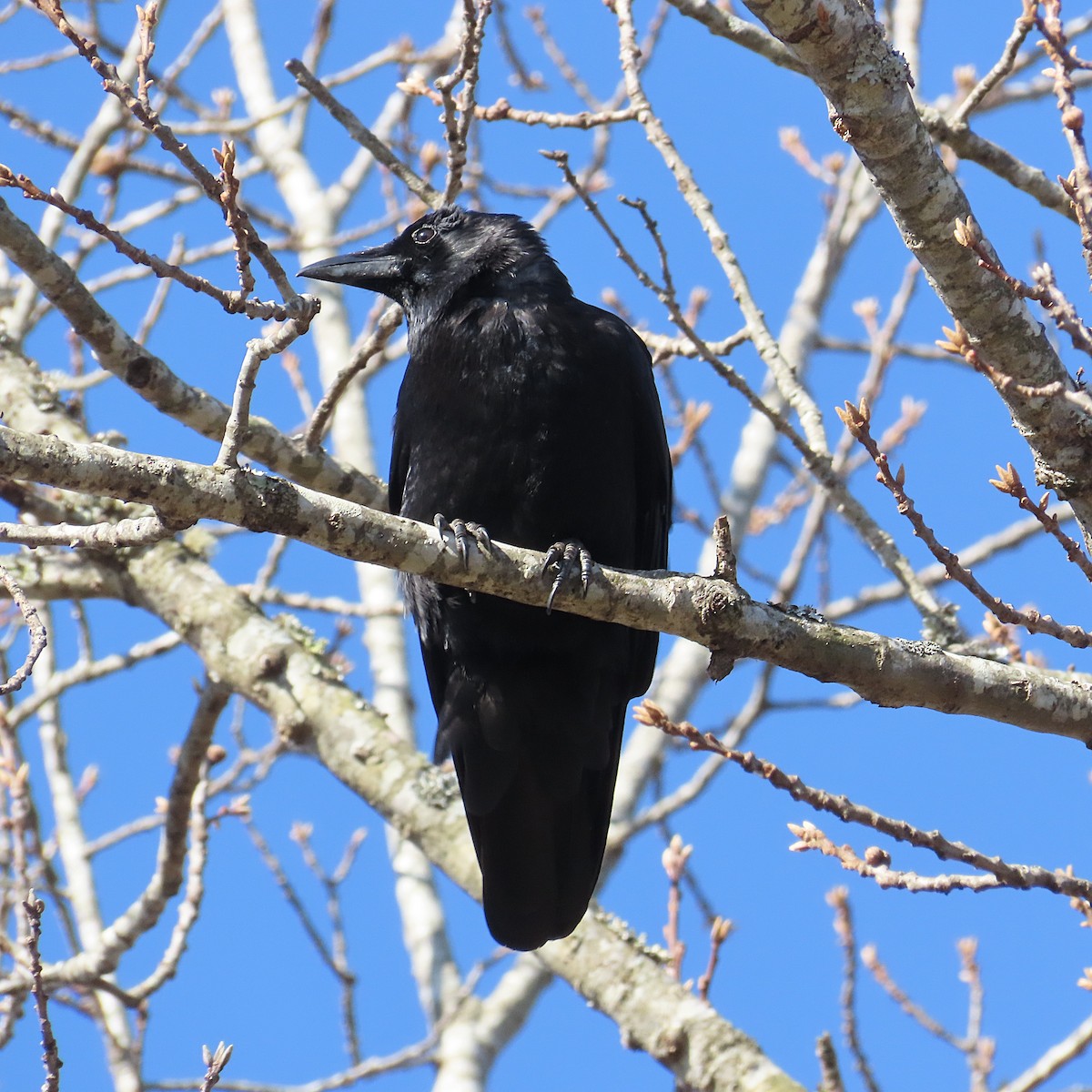 American Crow - ML646063484