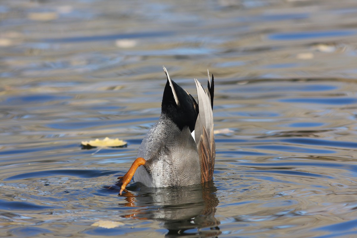 オカヨシガモ - ML646063487