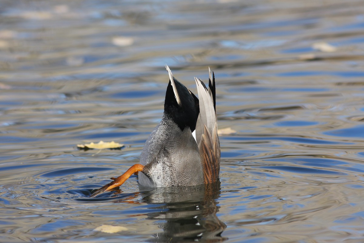 オカヨシガモ - ML646063488