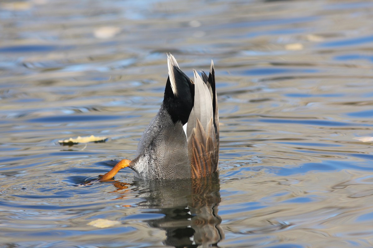 オカヨシガモ - ML646063489