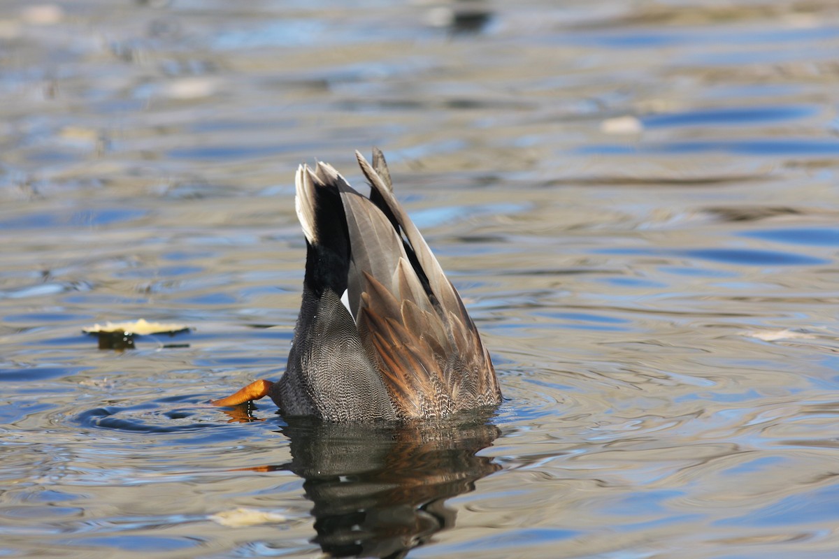 オカヨシガモ - ML646063491