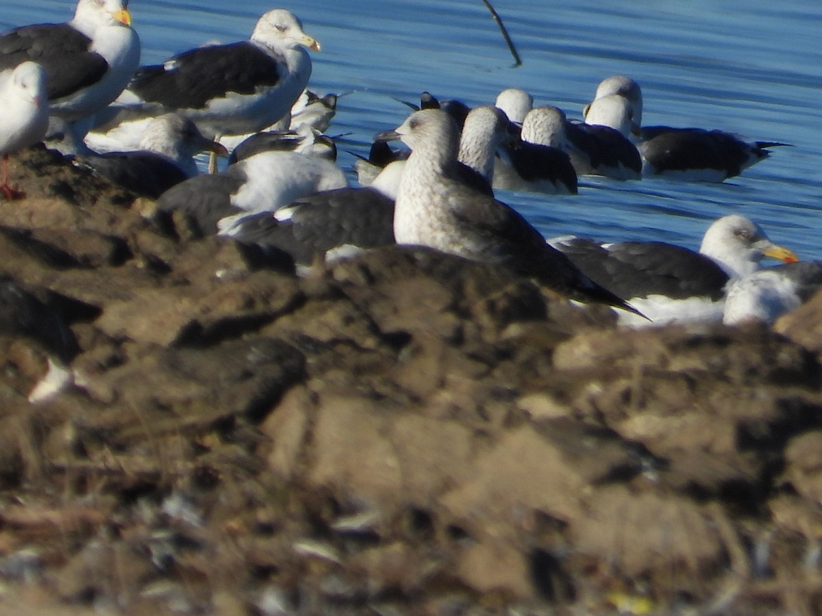 Lesser Black-backed Gull - ML646063497
