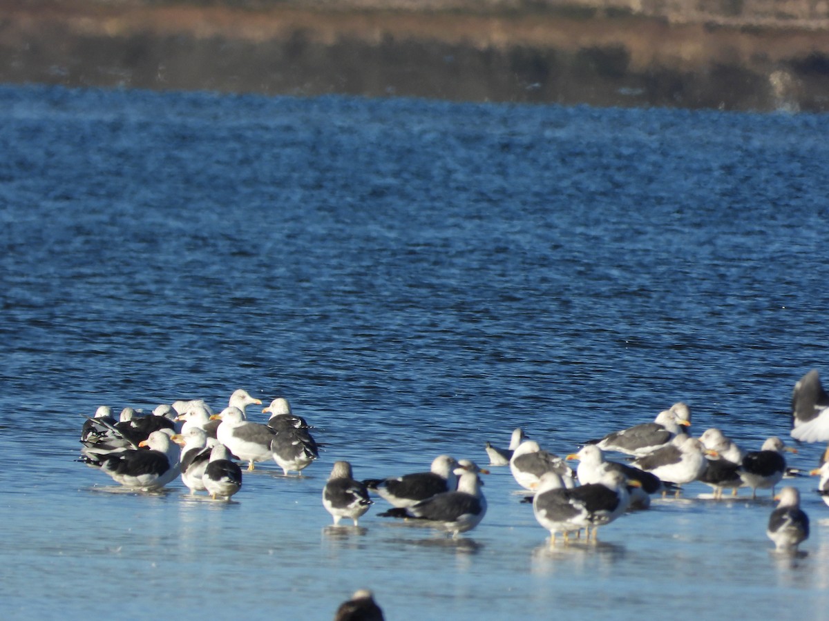 Zafferano - ML646063498