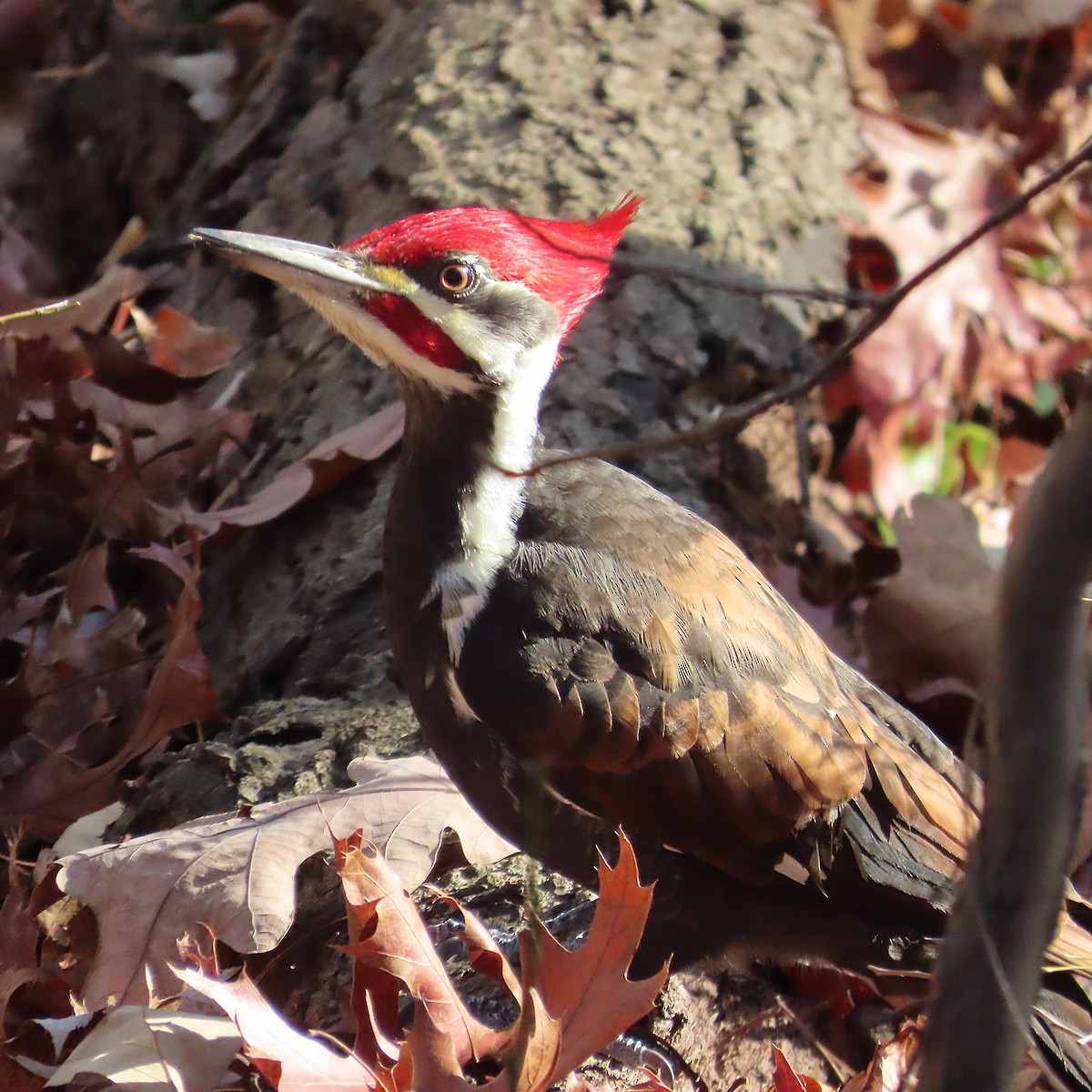Pileated Woodpecker - ML646063502