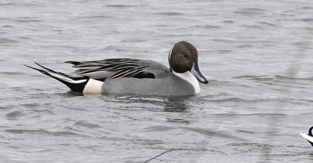 Northern Pintail - ML646063506