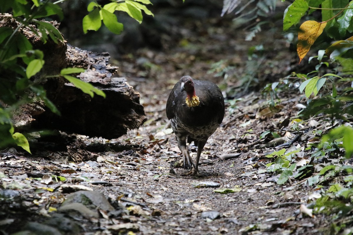 Australian Brushturkey - ML646063509