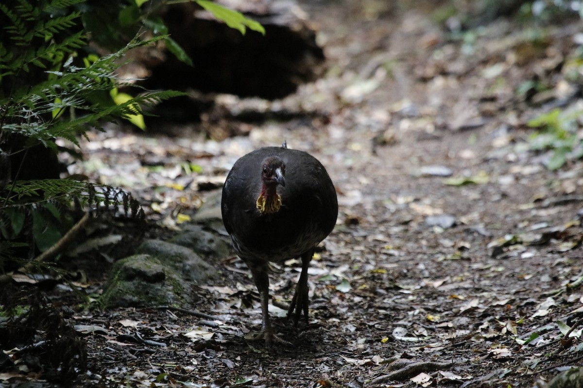 Australian Brushturkey - ML646063513