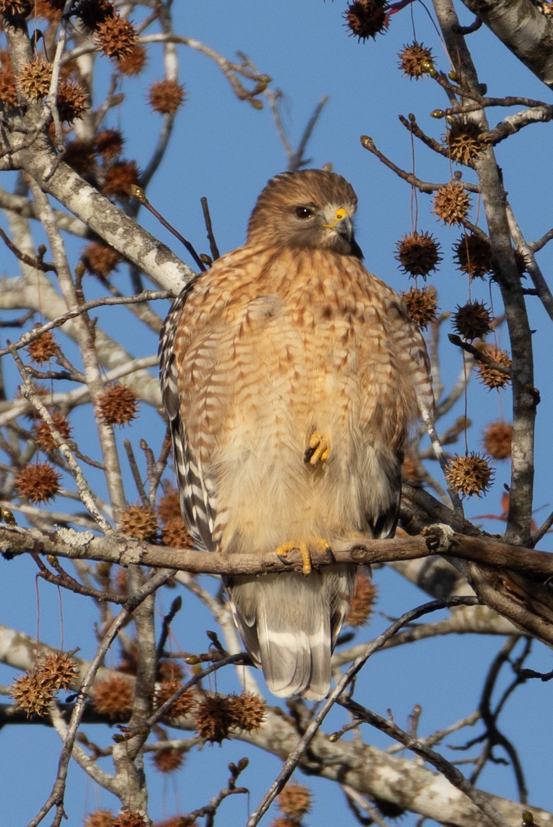 Red-shouldered Hawk - ML646063514