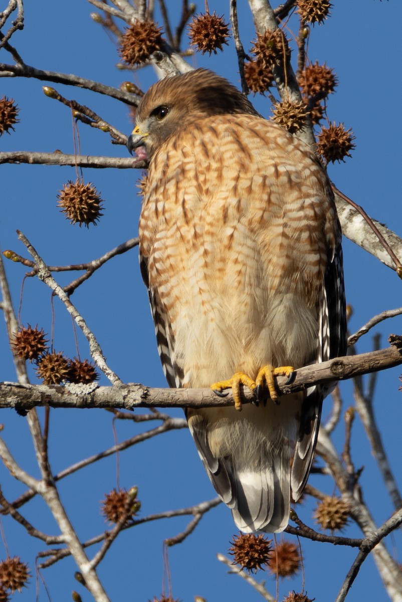 Red-shouldered Hawk - ML646063515