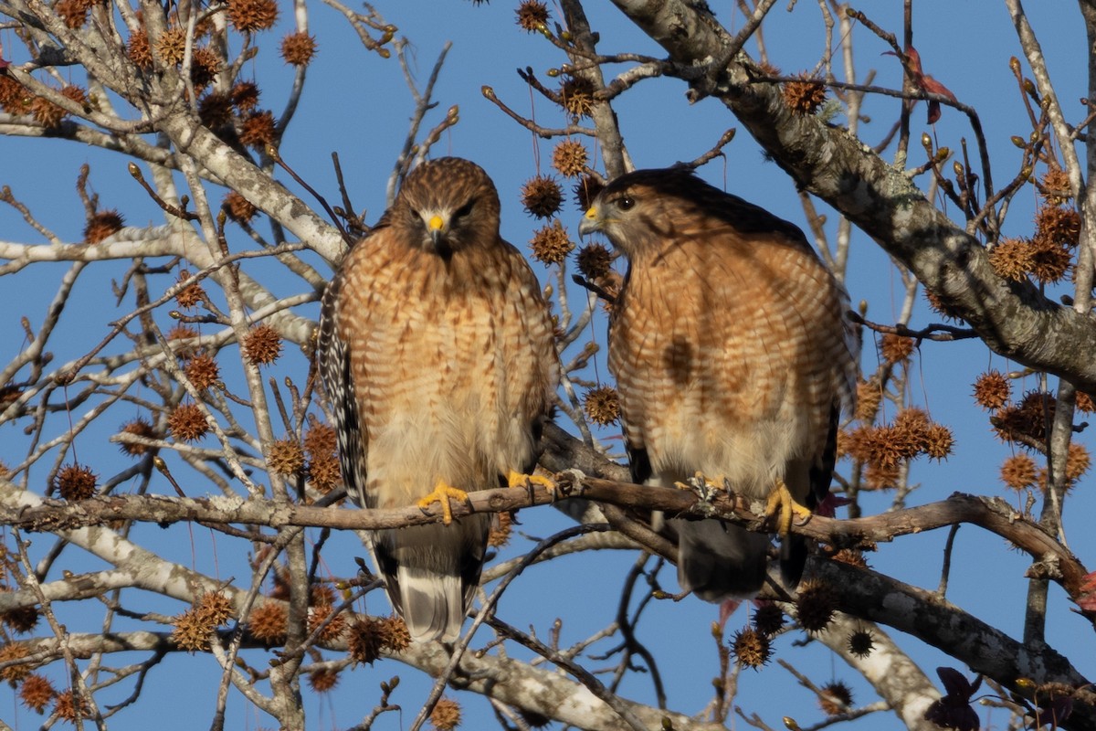 Red-shouldered Hawk - ML646063516